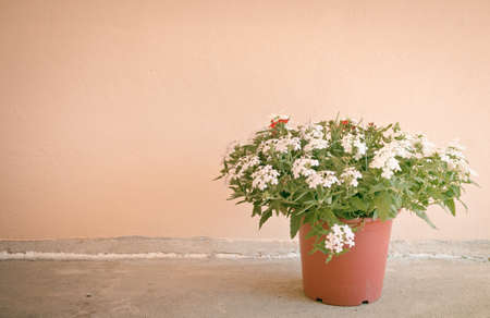 Still life with flowers on wall background - vintage toneの写真素材