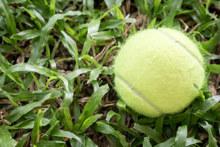 Tennis ball in grass  backgroundの写真素材