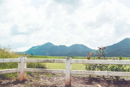 Field of spring grass and mountain - vintage toneの写真素材