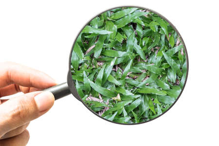 Hand holding magnifying glass with green grass isolated on white backgroundの写真素材