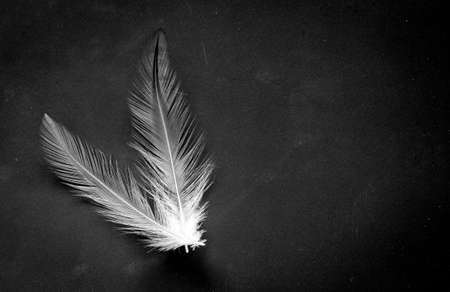 Feather on black backgroundの写真素材