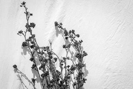 Beautiful flowers on wall background - black and white toneの写真素材