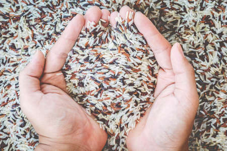 Natural Organic Rice with handの写真素材