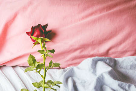 Romantic getaway with red rose on a pillowの写真素材