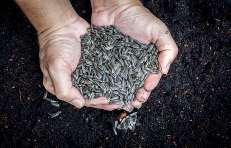 Hands with seeds and grainsの写真素材