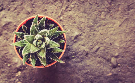 Cactus in pot - vintage style pictureの写真素材