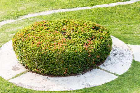 Background of a green grassの写真素材