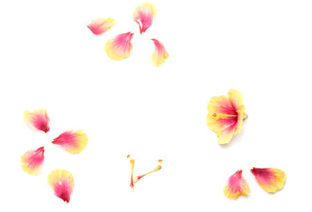 Group of floewr isolated on white backgroundの写真素材