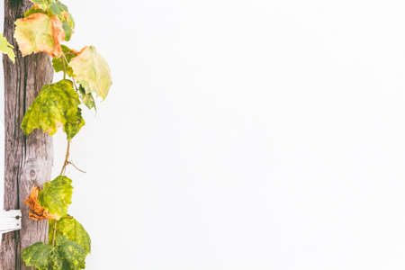 Grape leaves on wall backgroundの写真素材