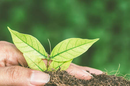 Green sprout growing from seed