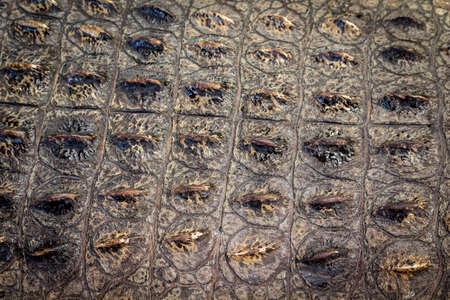 Close-up of crocodile skinの写真素材