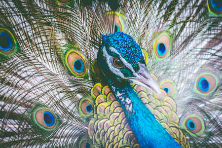 Beautiful peacock with feathers outの写真素材