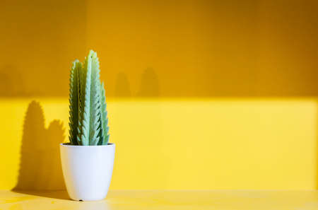 Green cactus in small brown plant potの写真素材