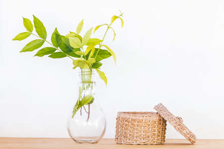 Still life with green leaves in the glass bottles on wooden tableの写真素材