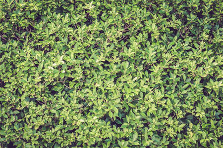 Green leave texture
