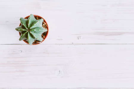 Green cactus in small brown plant pot on wooden backgroundの写真素材