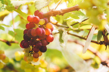 Fresh wine grape in vineyard.Grapes harvest