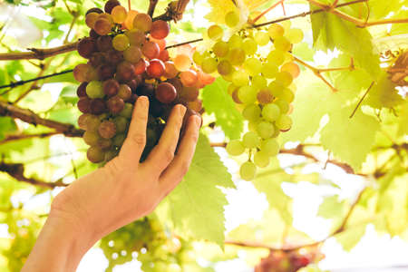 Woman hand fresh wine grape in vineyard.Grapes harvest