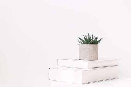 Interior style home decor with tree and book on white wall background