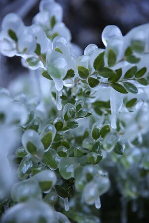 freezing rainの写真素材