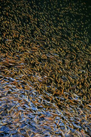 troutの写真素材