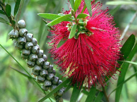 pink flowerの写真素材