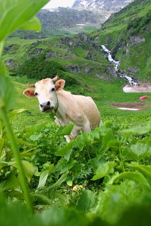 Cow in a meadow in the mountainsの写真素材