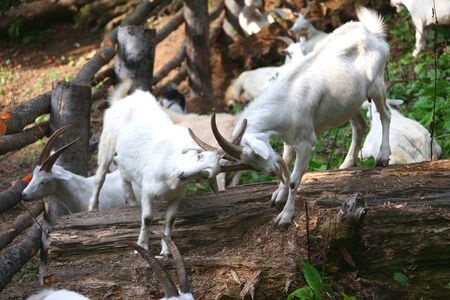 Two goats fightingの写真素材