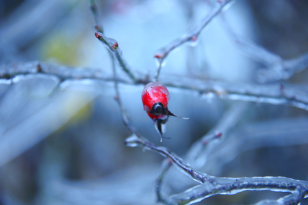 Winter frozen treesの写真素材