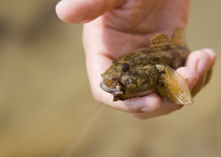 Sea fishing in the Black Sea. Caught Black Sea goby.の写真素材