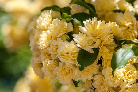 Beautiful yellow flowers. Children's camp Artek in Ukraine.