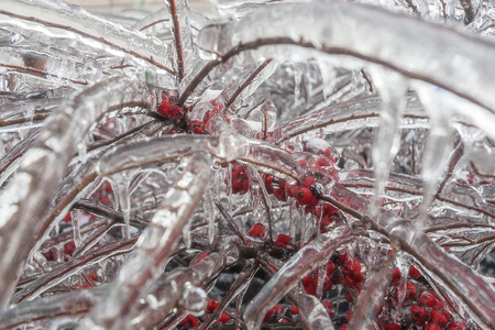 Branches of the bush and red berries in ice.