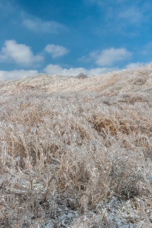 Winter landscape. Ice-covered branches of bushes and grass after abnormal freezing rain.の写真素材