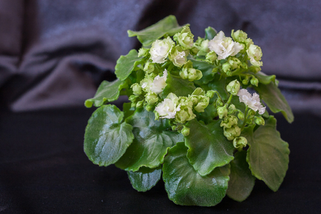Saintpaulia varieties Irish Flirt S.Sorano with beautiful white flowers. Black background.の写真素材