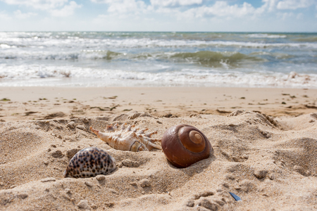 Sea shells lying in the sand against the backdrop of the sea waves.の写真素材