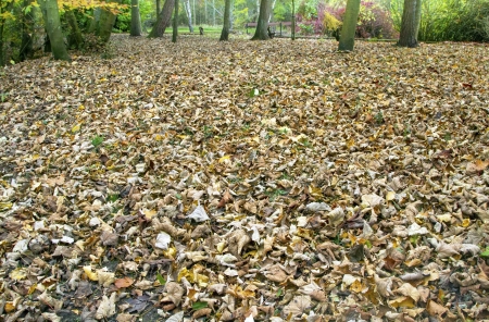 Dry Fallen Leaves in Scotland, October Autumnの写真素材