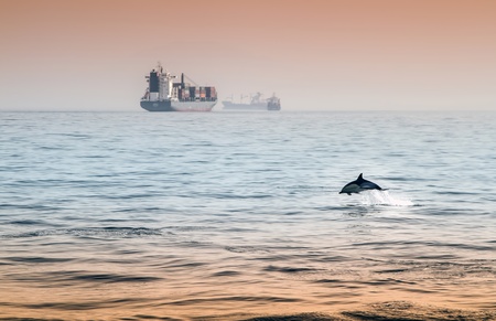 Dolphin playing in the sunset near Gibraltarの写真素材