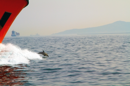A shot of a dolphin having fun surfing on wave made from oil tankerの写真素材
