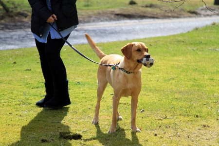 Labrador Dog holding a Football in the countrysideの写真素材