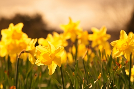 A shot of Pretty Daffodils in Springの写真素材