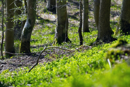 A shot of fresh spring woodland in Perth Scotlandの写真素材