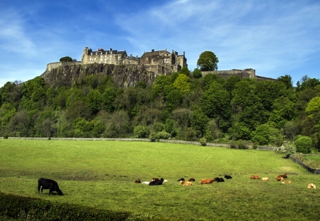 Cows in Pasture at Stirling Castle in Scotlandのeditorial素材
