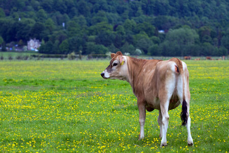 A shot of a farm Cow looking over shoulderの写真素材