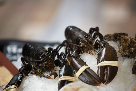A shot of two Lobsters at a farmers marketの写真素材