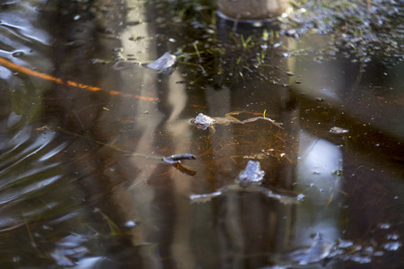 Frog in a swampの写真素材