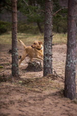 Labrador between treesの写真素材