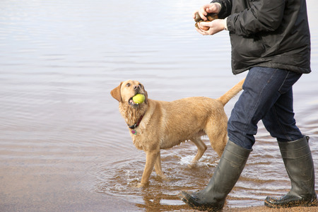 Man walking dog in Scottish Lochの写真素材