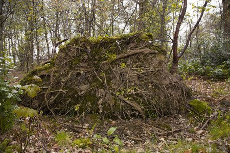 Fallen treeの写真素材