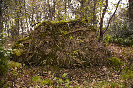 A shot of Fallen tree rootsの写真素材