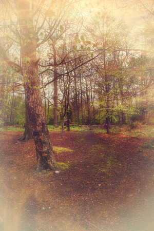 Foggy forrestの写真素材